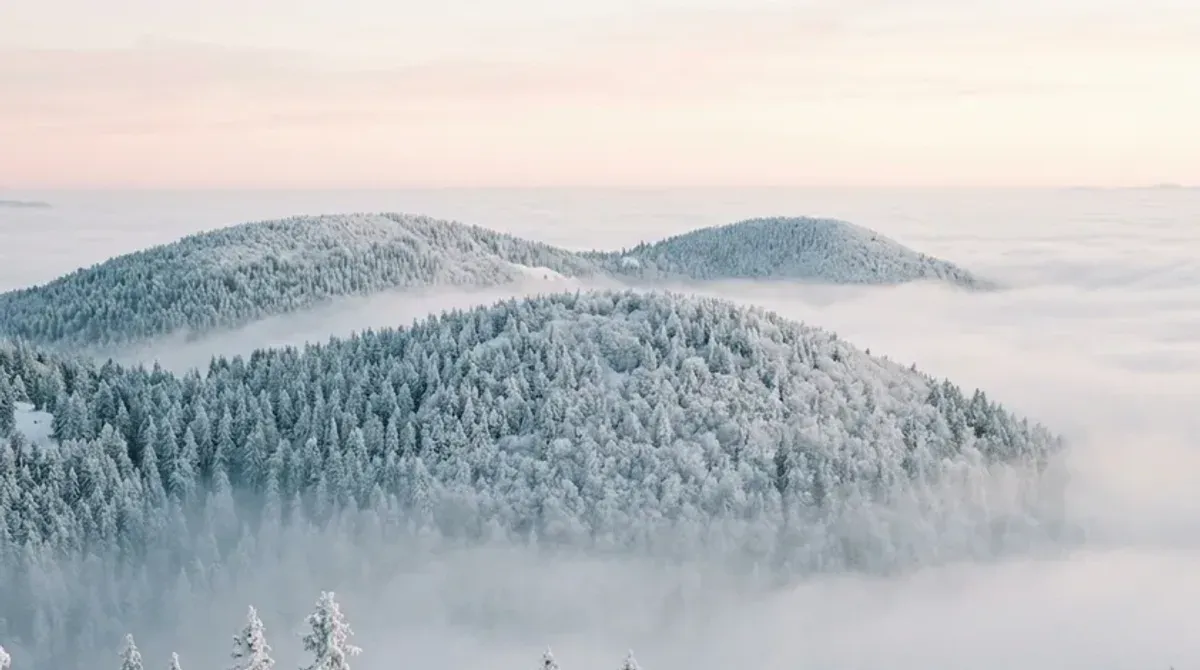 Collines du Jura vaudois couvertes de sapins givrés émergeant d'une mer de brouillard à l'aube